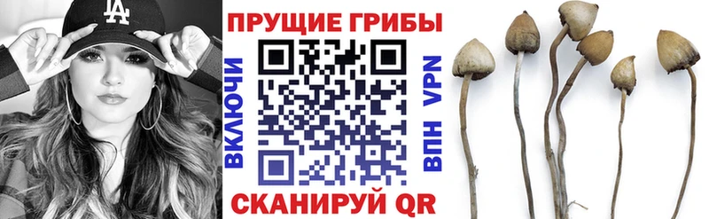 Галлюциногенные грибы Cubensis Купить Семилуки